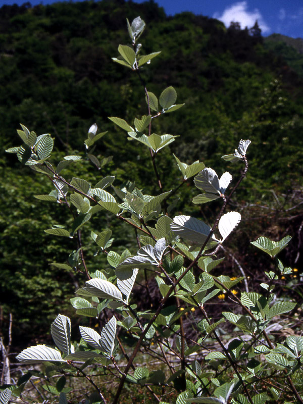 Sorbus aria / Sorbo montano